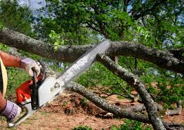 How Our Tree Care Process Works  in  Boulder City, NV