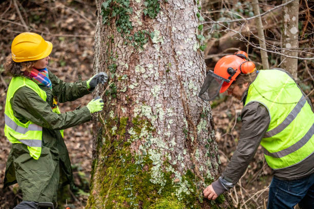 Reliable Boulder City, NV Tree Removal Services Solutions